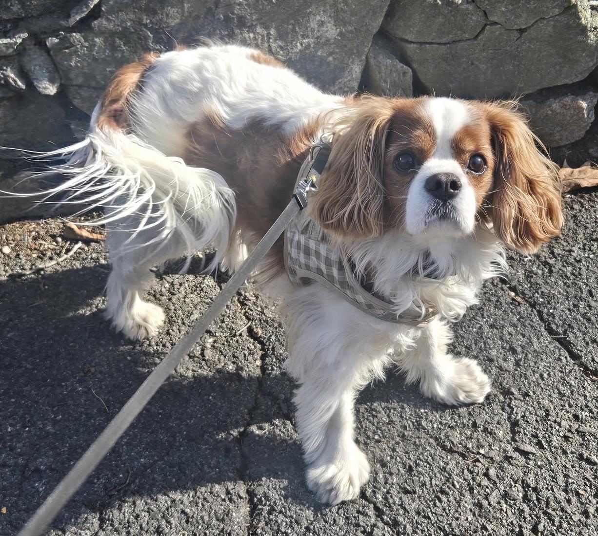 Lucky, ADOPTABLE, Adult Male Cavalier King Charles Spaniel.