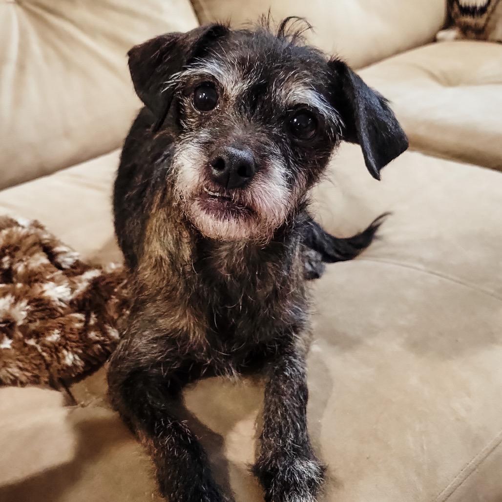 Mama Lilly, Adoptable, Adult Female Terrier & Chihuahua.