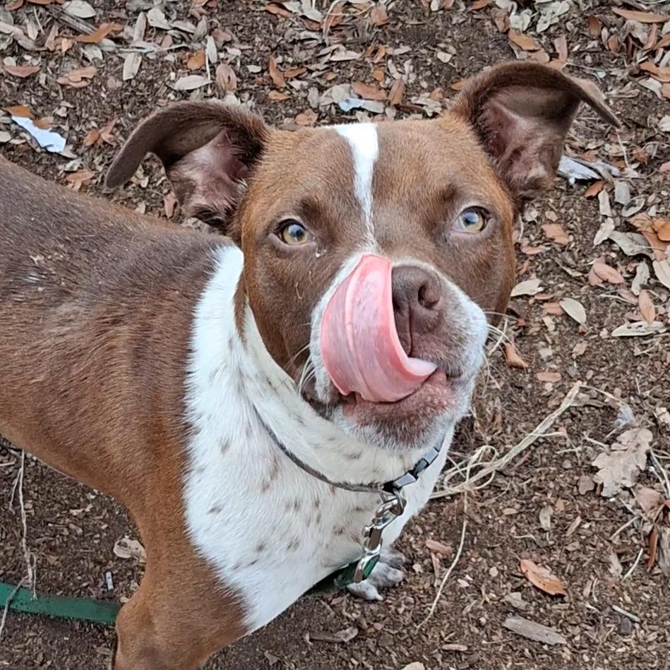 Woody, a Adoptable mixed breed in West Palm Beach, FL image 1/6
