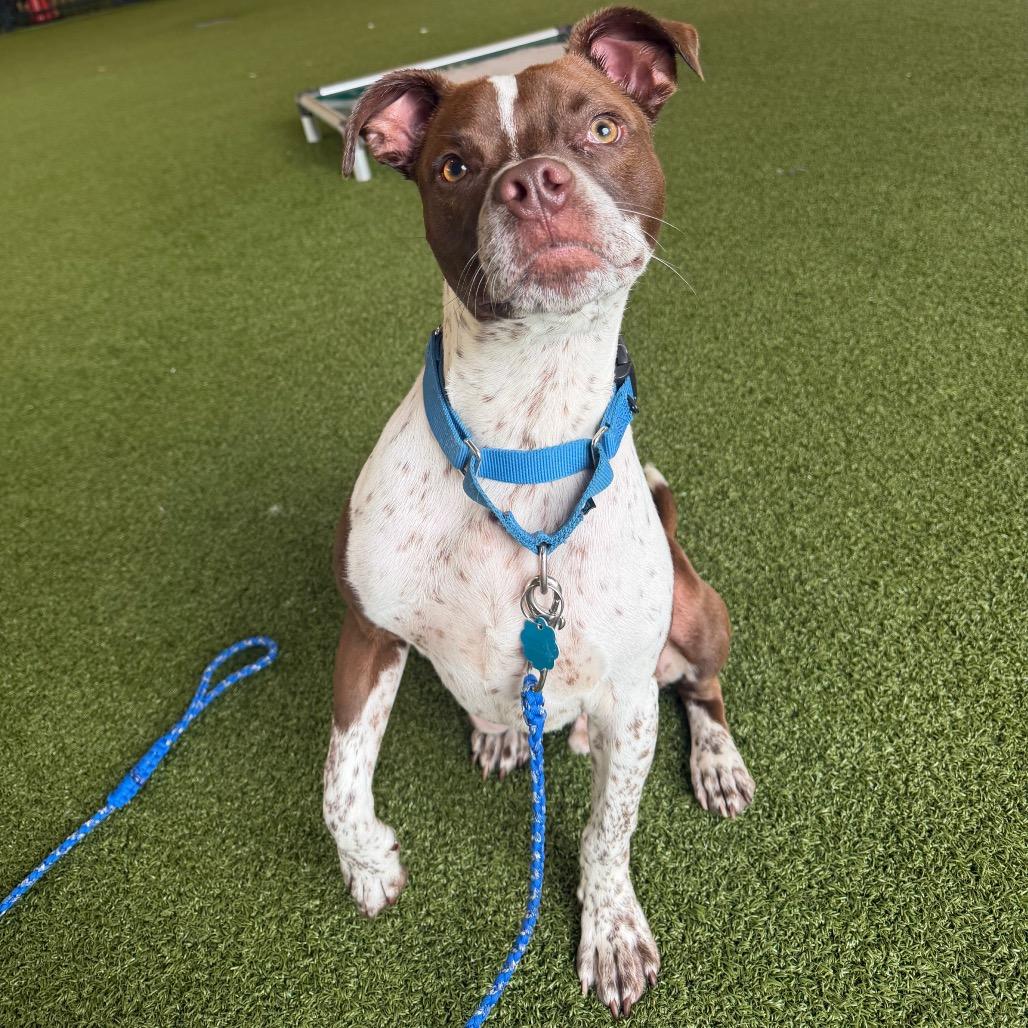 Woody, a Adoptable mixed breed in West Palm Beach, FL image 2/6