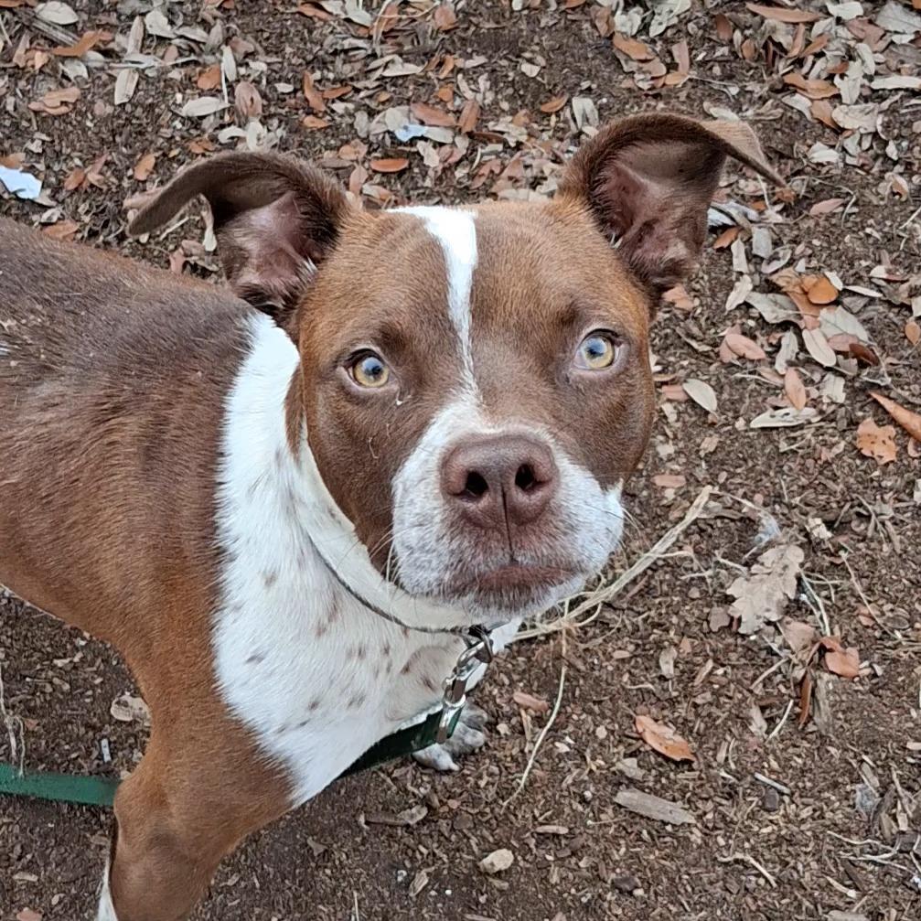 Woody, a Adoptable mixed breed in West Palm Beach, FL image 3/6