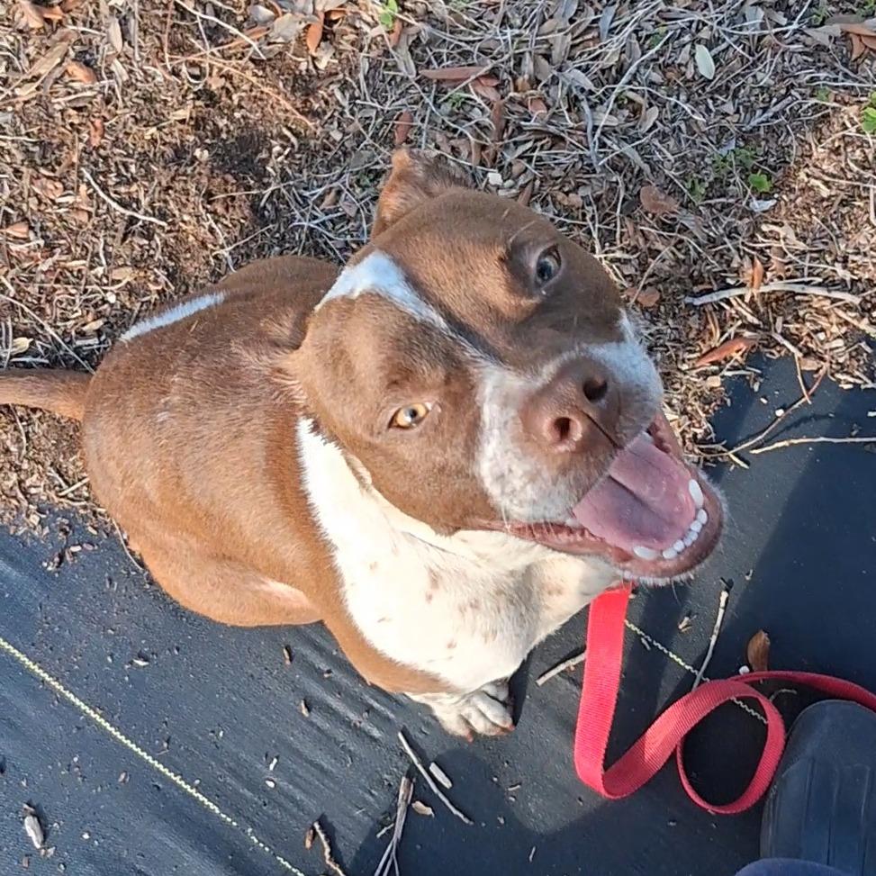 Woody, a Adoptable mixed breed in West Palm Beach, FL image 4/6