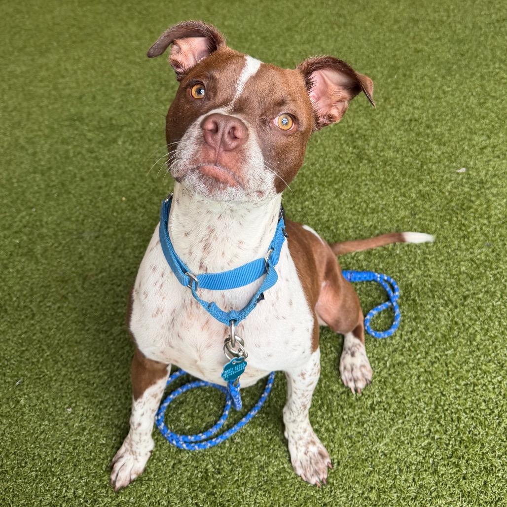 Woody, a Adoptable mixed breed in West Palm Beach, FL image 5/6
