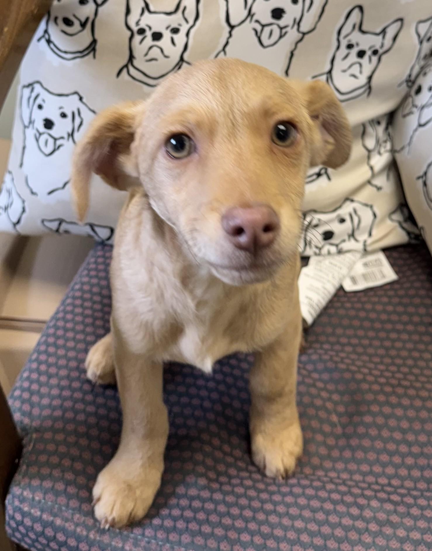 Romeo, adopted, Puppy Male Chihuahua.