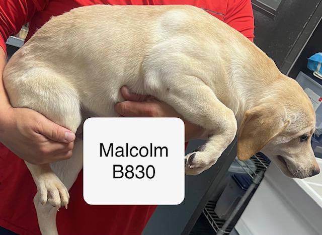 Malcolm, Adoptable, Puppy Male Labrador Retriever.