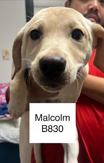 Enlarge Malcolm, a Adoptable mixed breed in Morganton, NC image 1/1