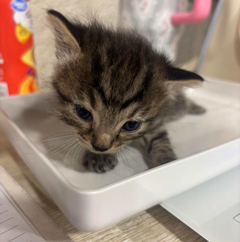 Catherine, Adopted, Young Female Domestic Short Hair.