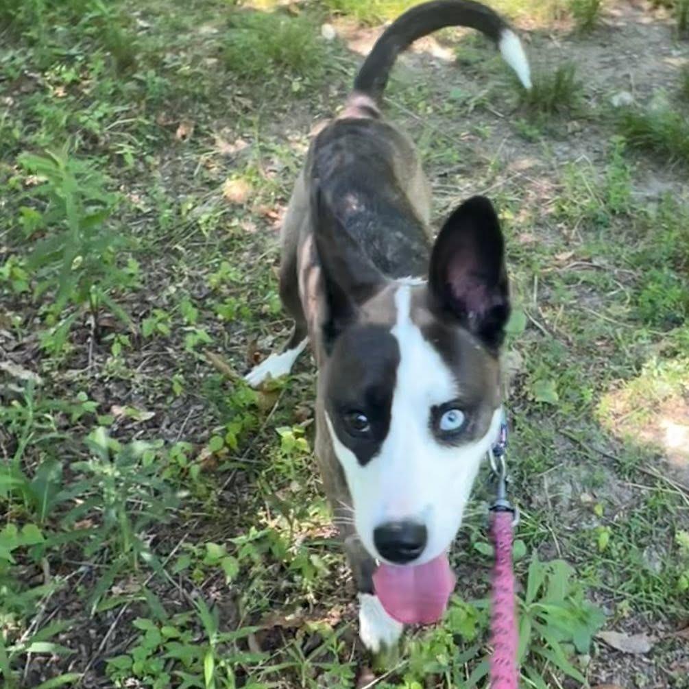 Enlarge Kammi, a Adoptable mixed breed in Concord, NC image 1/6