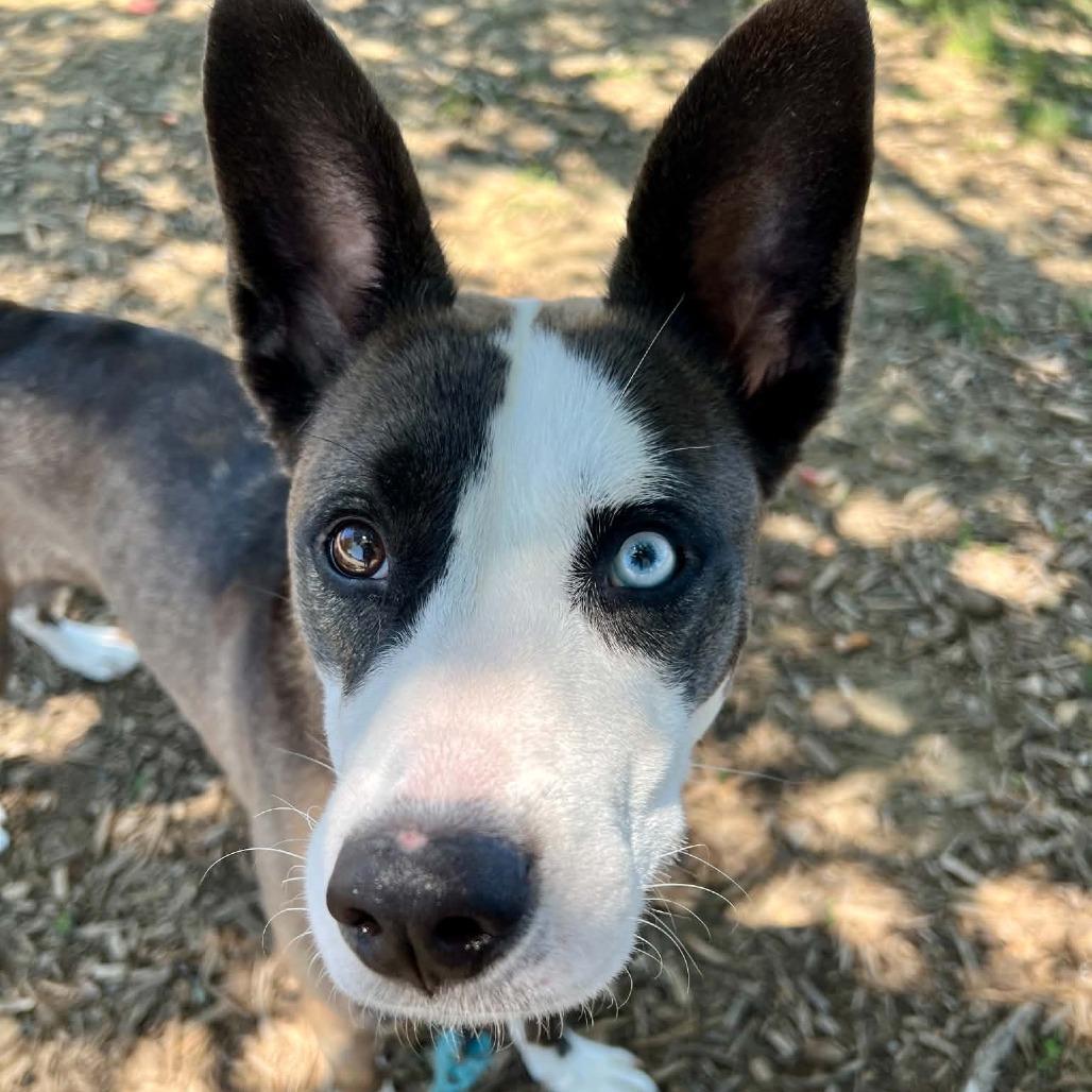 Enlarge Kammi, a Adoptable mixed breed in Concord, NC image 2/6