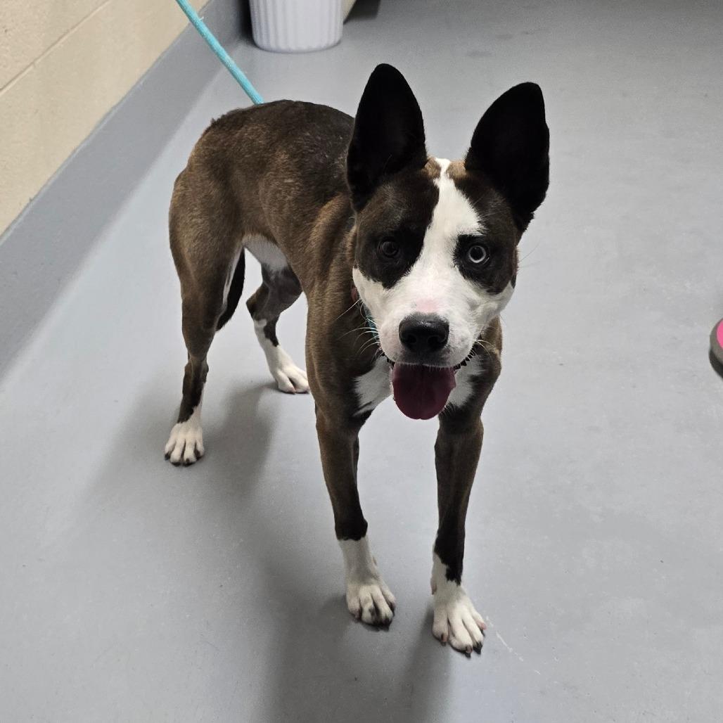 Kammi, Adoptable, Young Female Pit Bull Terrier & Mixed Breed.