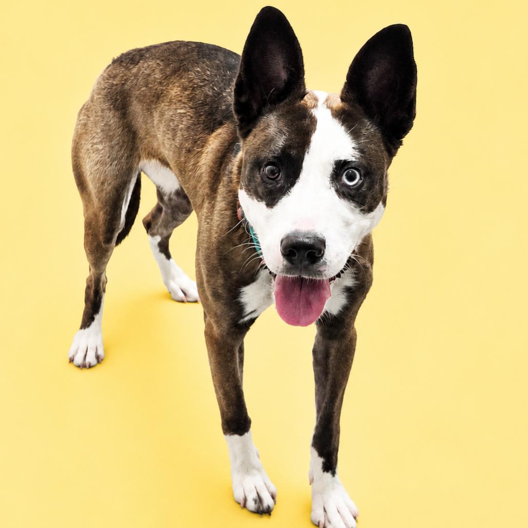 Kammi, a Adoptable mixed breed in Concord, NC image 2/2