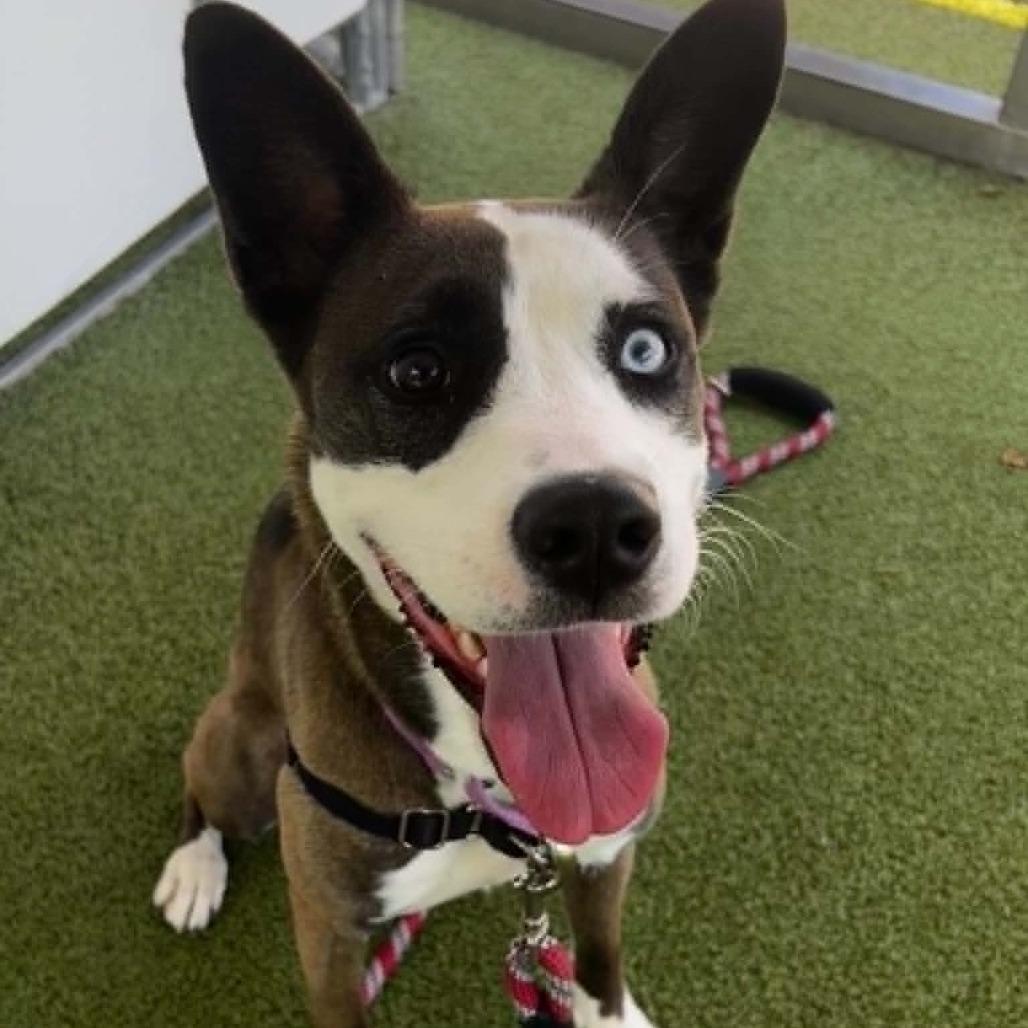 Enlarge Kammi, a Adoptable mixed breed in Concord, NC image 6/6