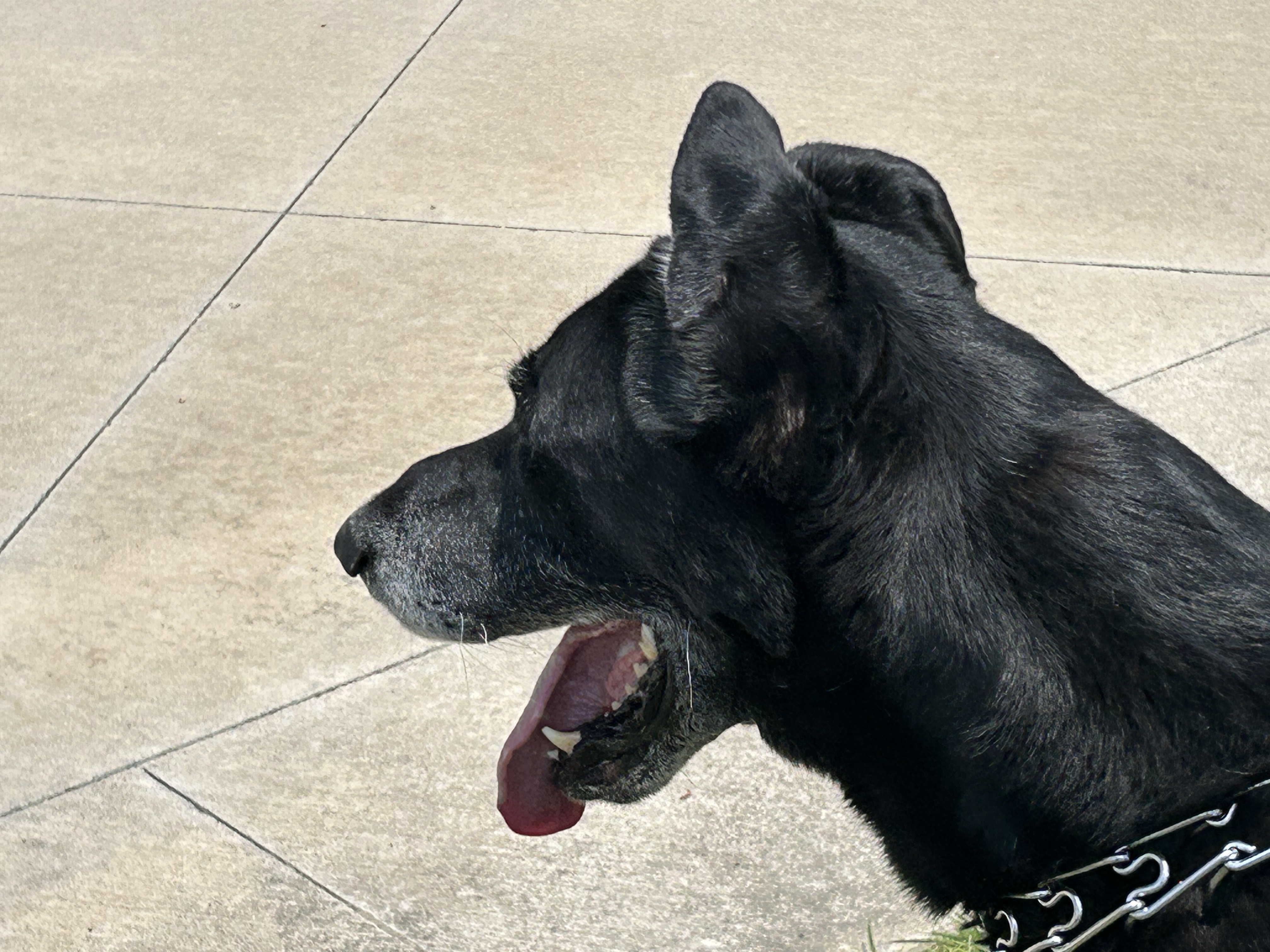 Enlarge Amos, a Adoptable mixed breed in Carrollton, TX image 1/10