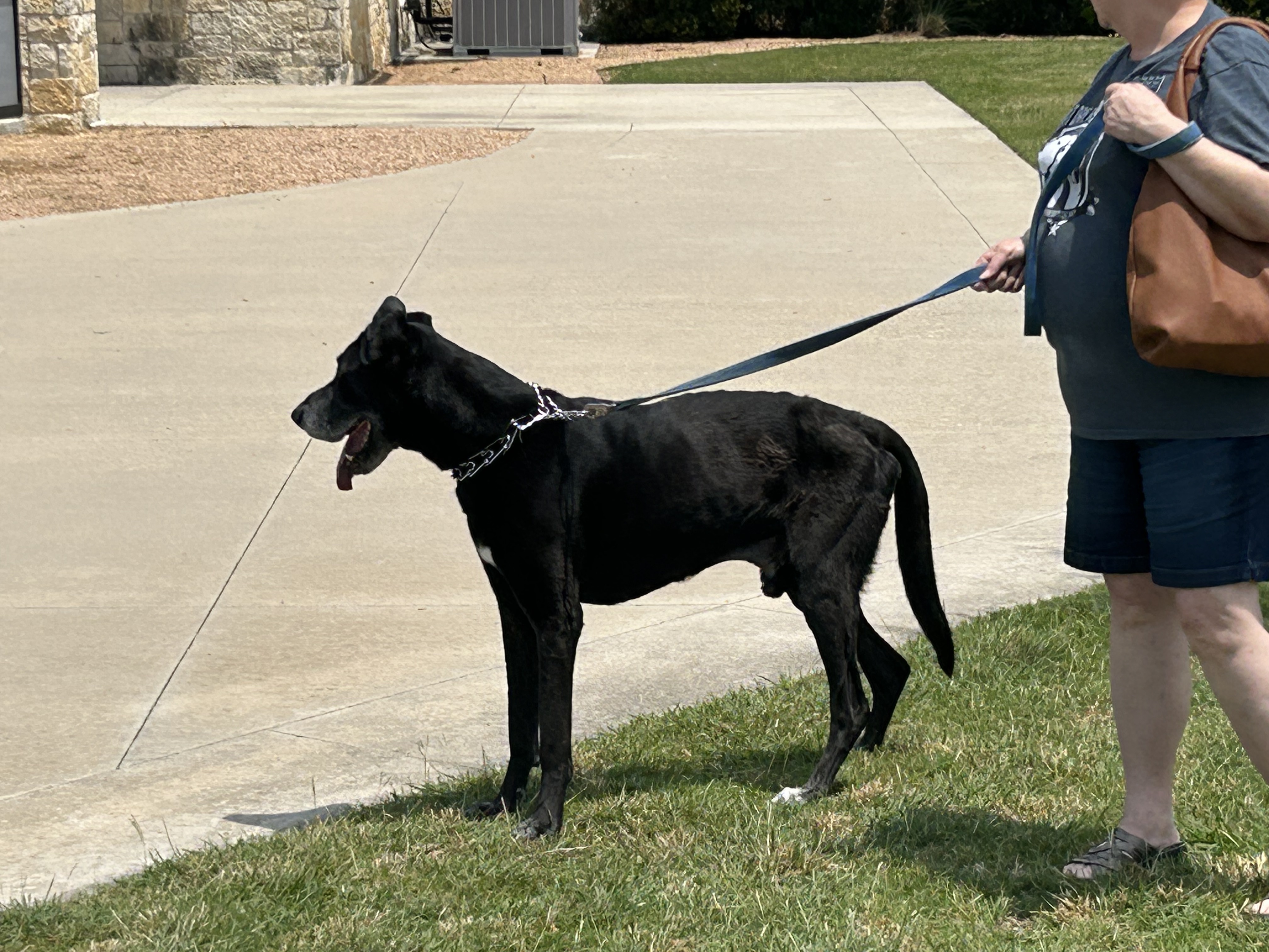 Enlarge Amos, a Adoptable mixed breed in Carrollton, TX image 2/10