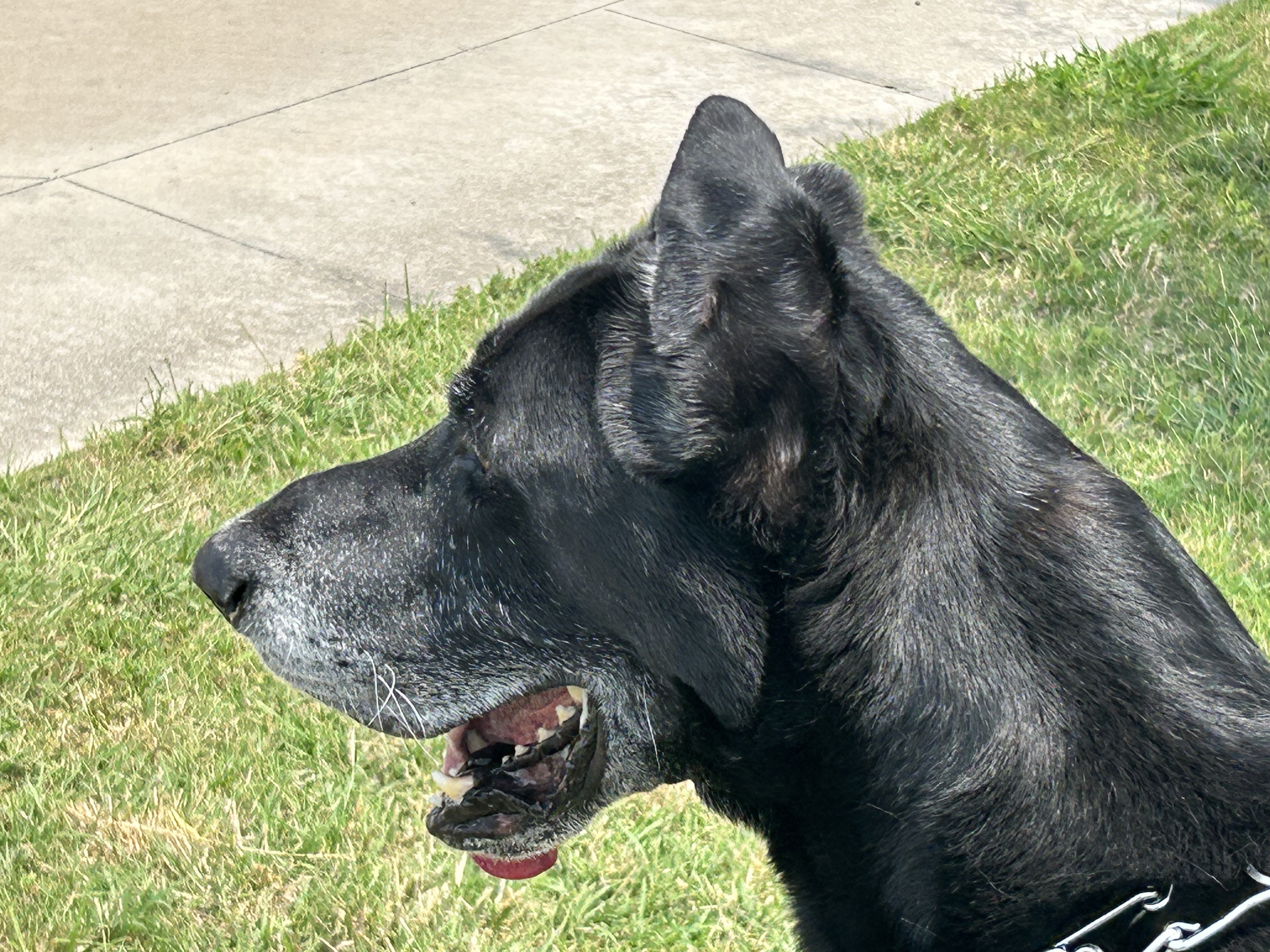 Enlarge Amos, a Adoptable mixed breed in Carrollton, TX image 3/10