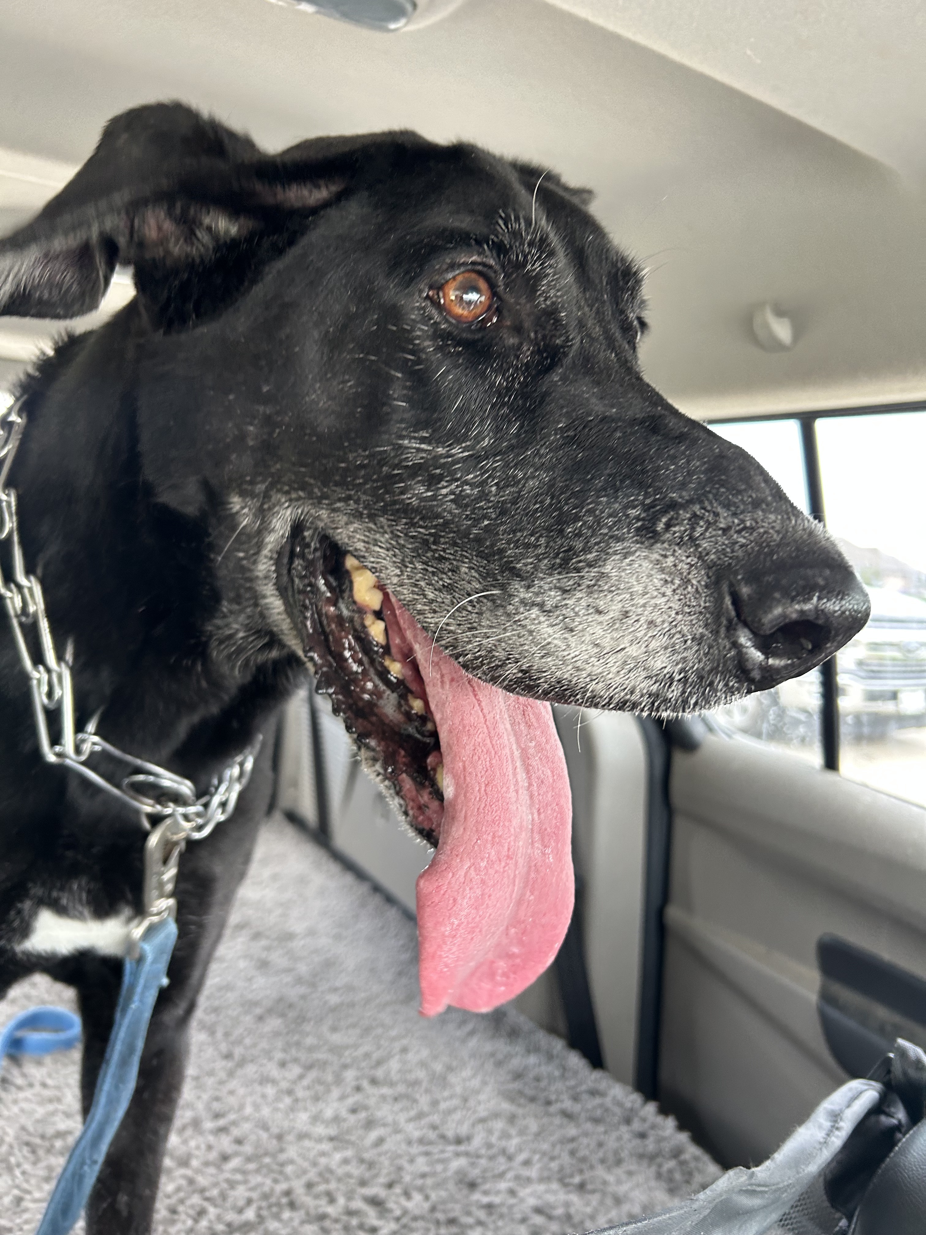 Enlarge Amos, a Adoptable mixed breed in Carrollton, TX image 4/10