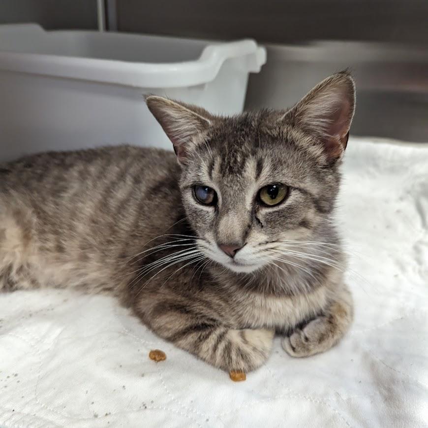 Enlarge GINGERSNAP (& Ravenclaw), an adoptable Domestic Short Hair in La Crescent, MN image 6/6