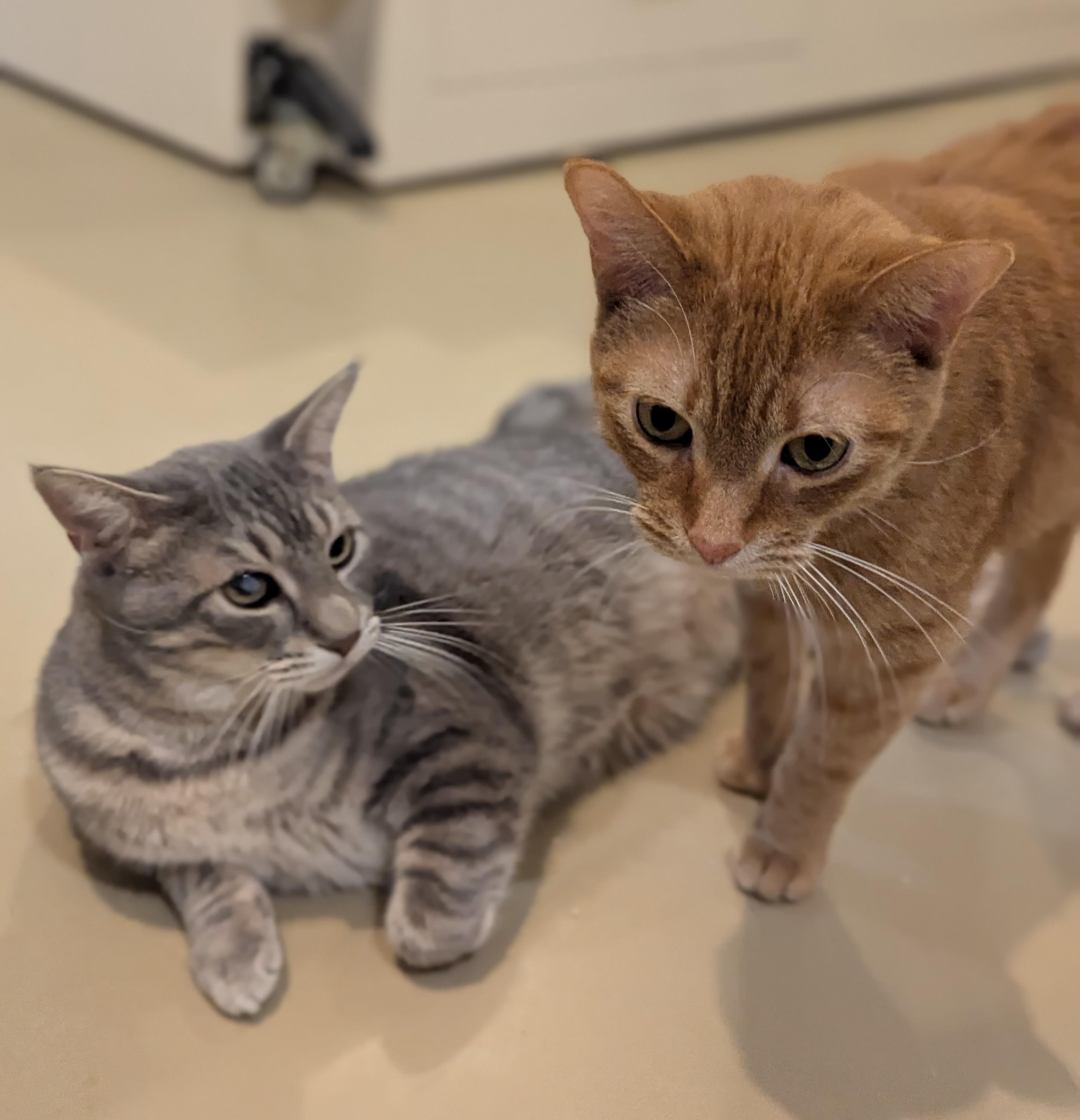 GINGERSNAP (& Ravenclaw), adoptable, Adult Male Domestic Short Hair.