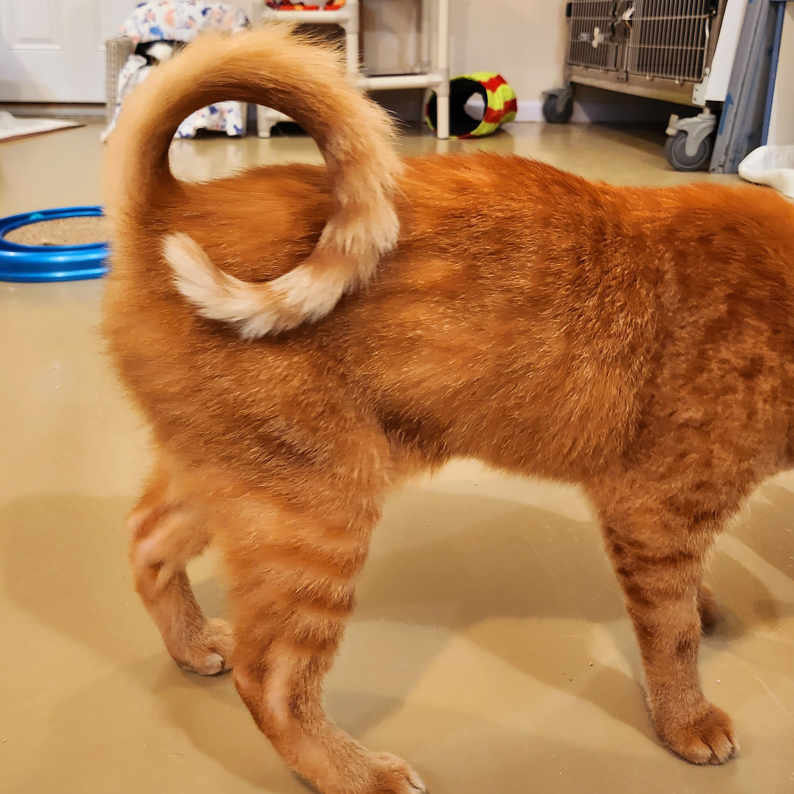 Enlarge GINGERSNAP (& Ravenclaw), an adoptable Domestic Short Hair in La Crescent, MN image 5/6