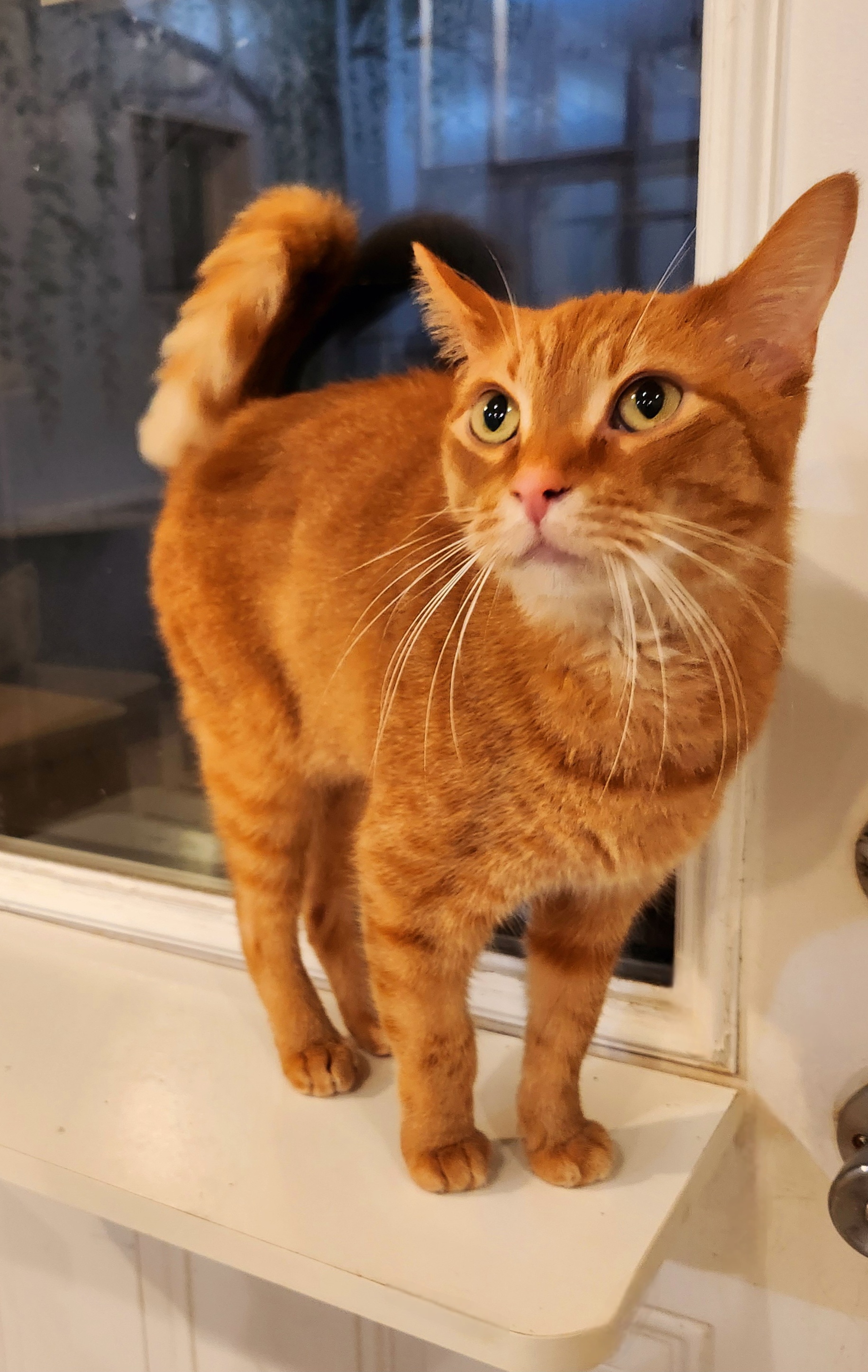 Enlarge GINGERSNAP (& Ravenclaw), an adoptable Domestic Short Hair in La Crescent, MN image 2/6