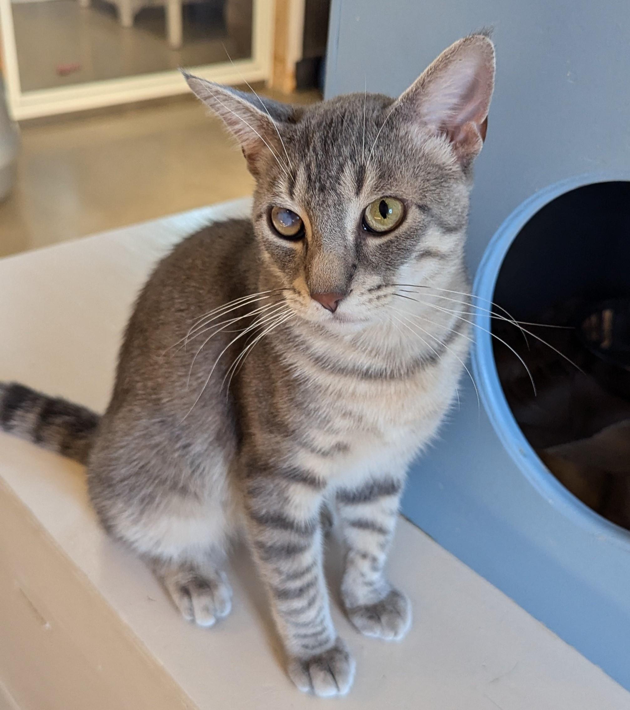 Enlarge GINGERSNAP (& Ravenclaw), an adoptable Domestic Short Hair in La Crescent, MN image 3/6