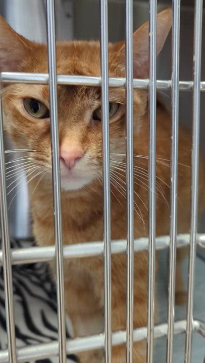 Enlarge GINGERSNAP (& Ravenclaw), an adoptable Domestic Short Hair in La Crescent, MN video 4/6