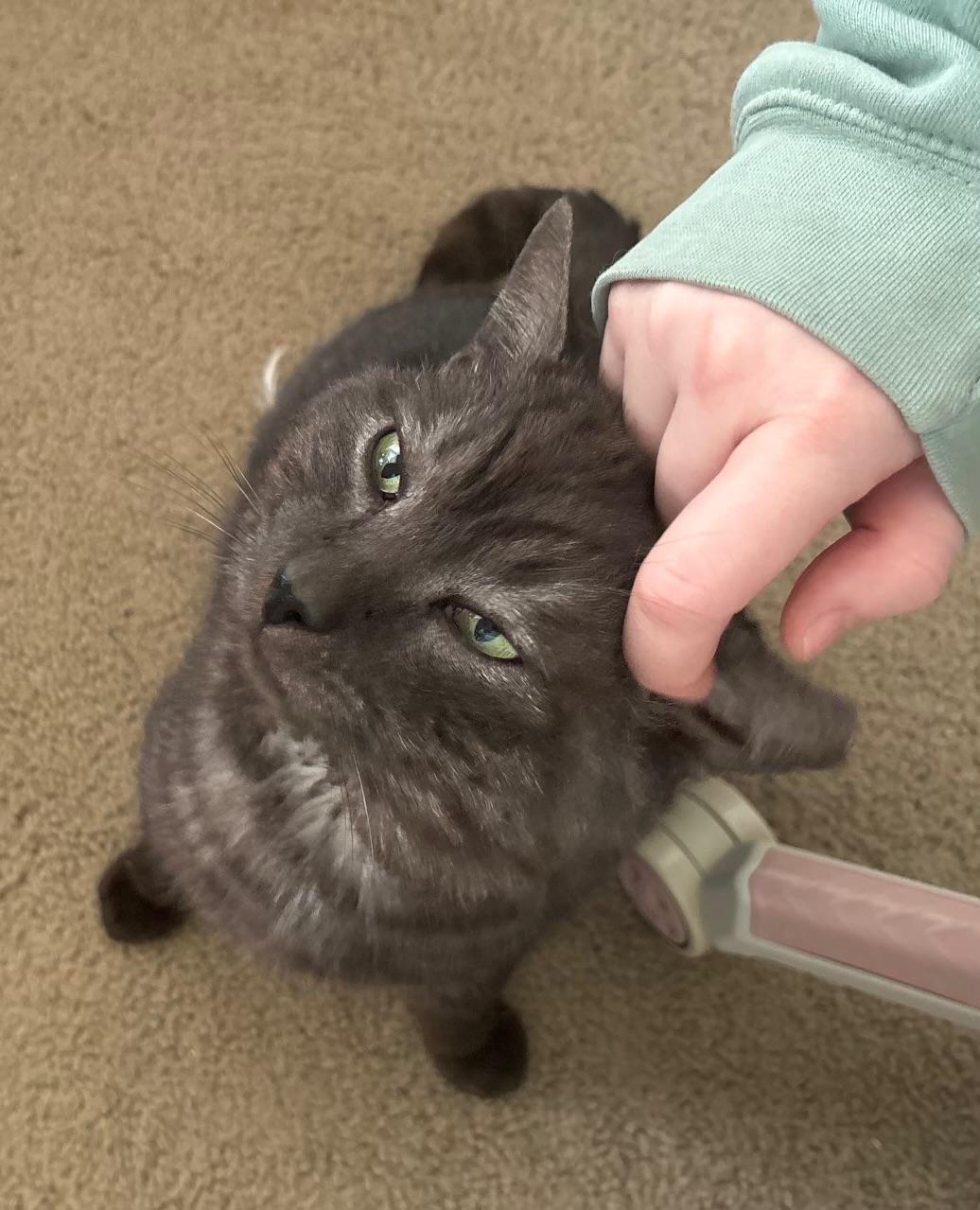 Blade, Adoptable, Adult Male Domestic Short Hair.