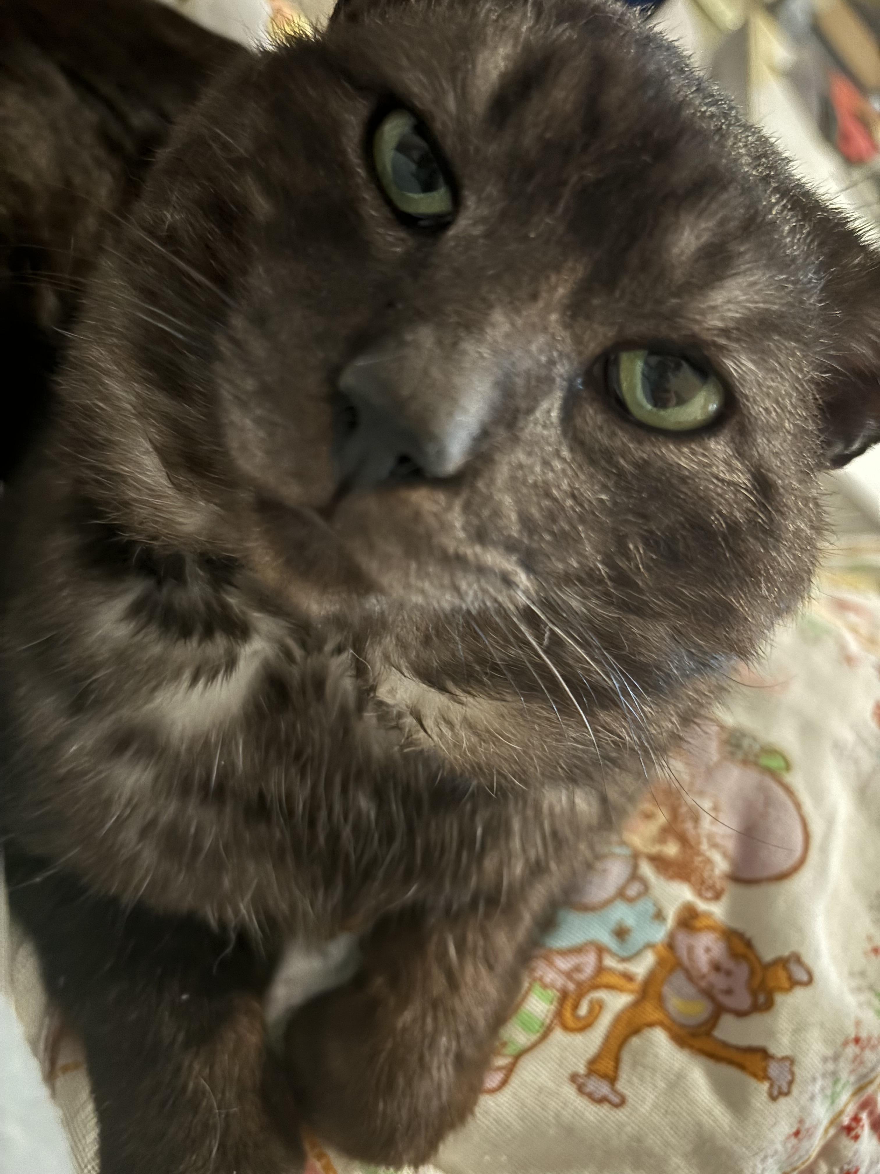 Blade, a Adoptable Domestic Short Hair in Charlotte, NC image 4/4
