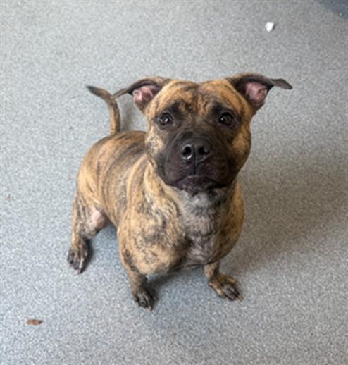 Enlarge CHICKEN NOODLE, a Adoptable mixed breed in Toledo, OH image 1/1