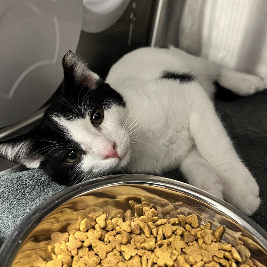 Enlarge Benedict, a Adoptable Domestic Short Hair in Oneonta, NY image 1/1