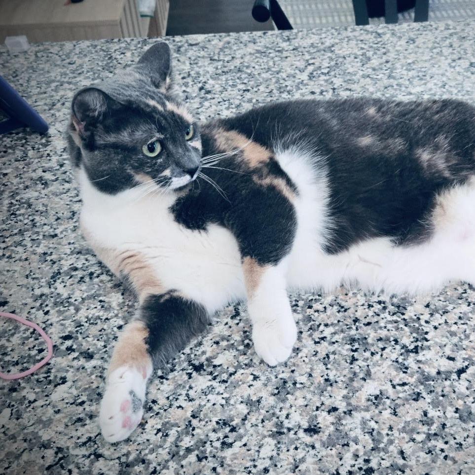 Enlarge Yoshi, a Adoptable Domestic Short Hair in Denver, CO image 2/6