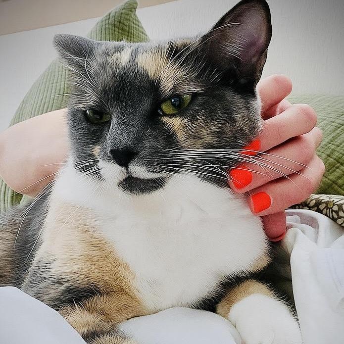 Enlarge Yoshi, a Adoptable Domestic Short Hair in Denver, CO image 3/6