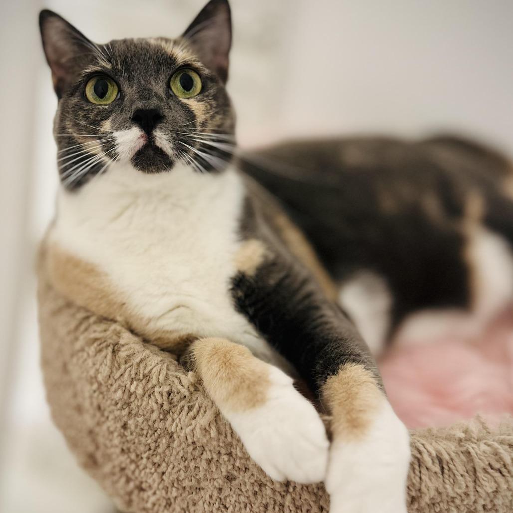 Enlarge Yoshi, a Adoptable Domestic Short Hair in Denver, CO image 4/6