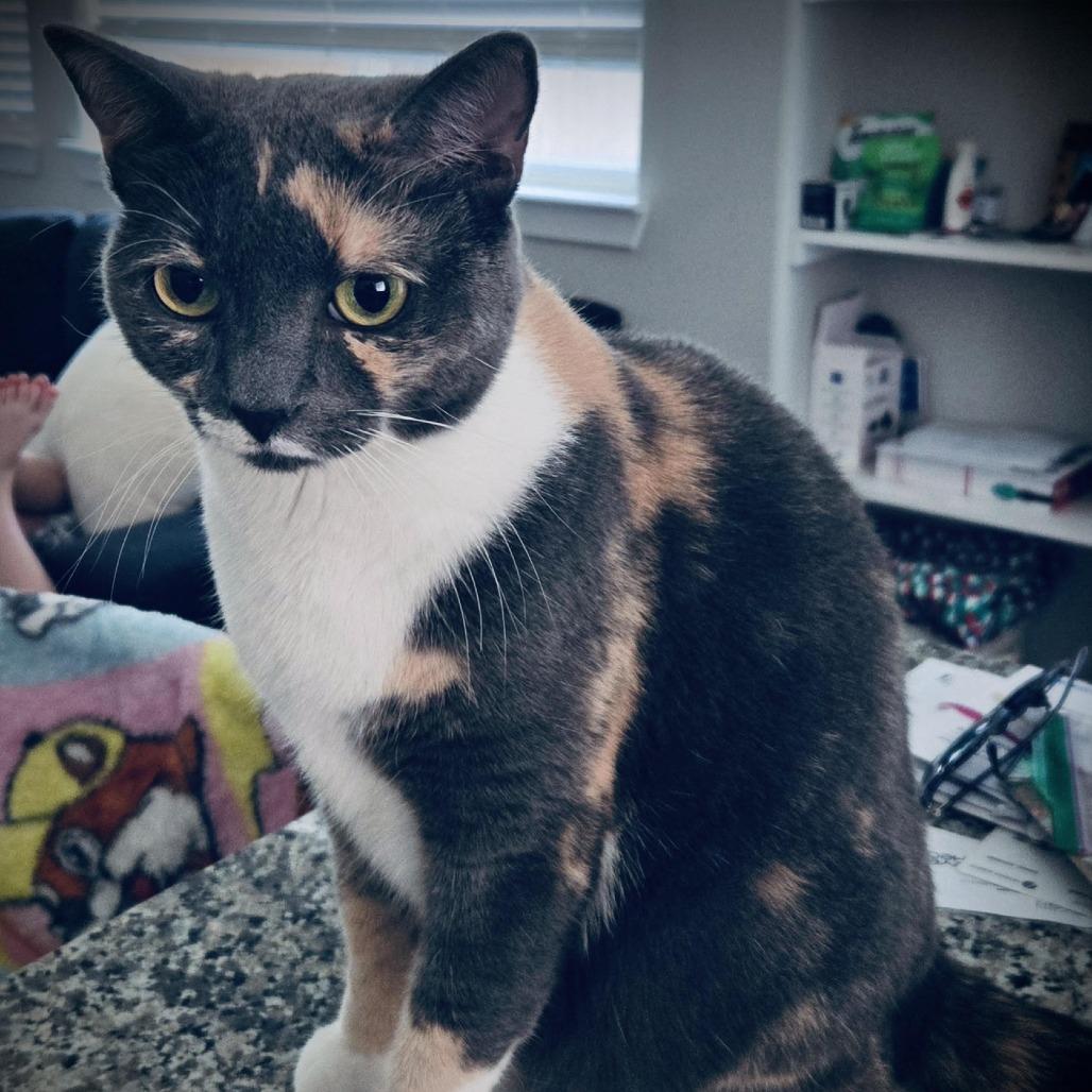 Enlarge Yoshi, a Adoptable Domestic Short Hair in Denver, CO image 5/6