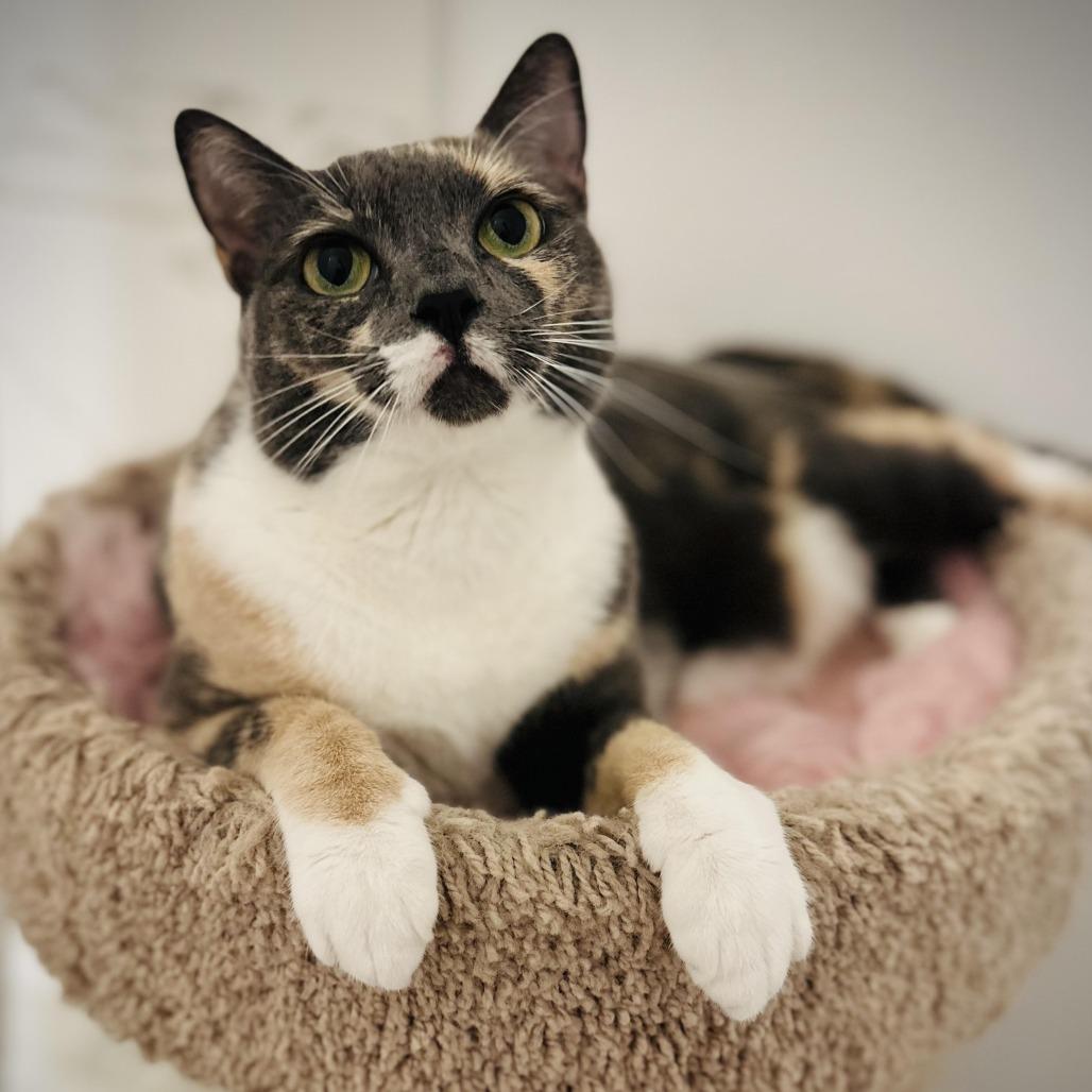 Enlarge Yoshi, a Adoptable Domestic Short Hair in Denver, CO image 6/6