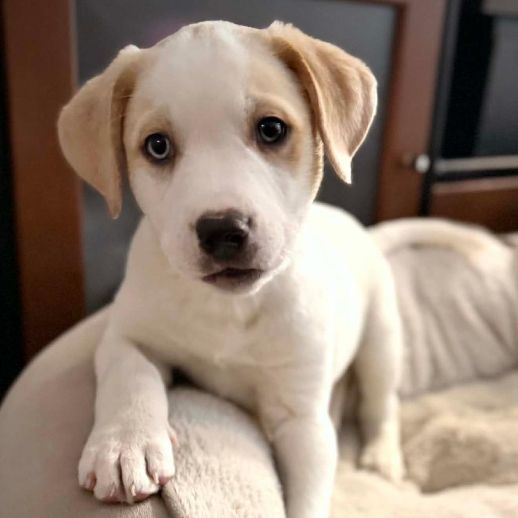 CT Hornet, Adoptable, Puppy Male Husky.