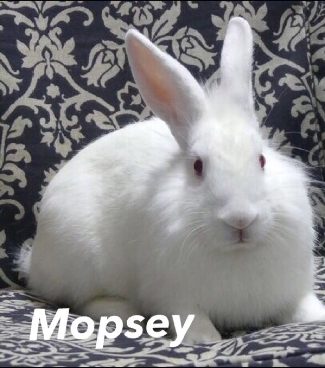 Enlarge Mopsey, a Adoptable mixed breed in Auburn, CA image 1/2