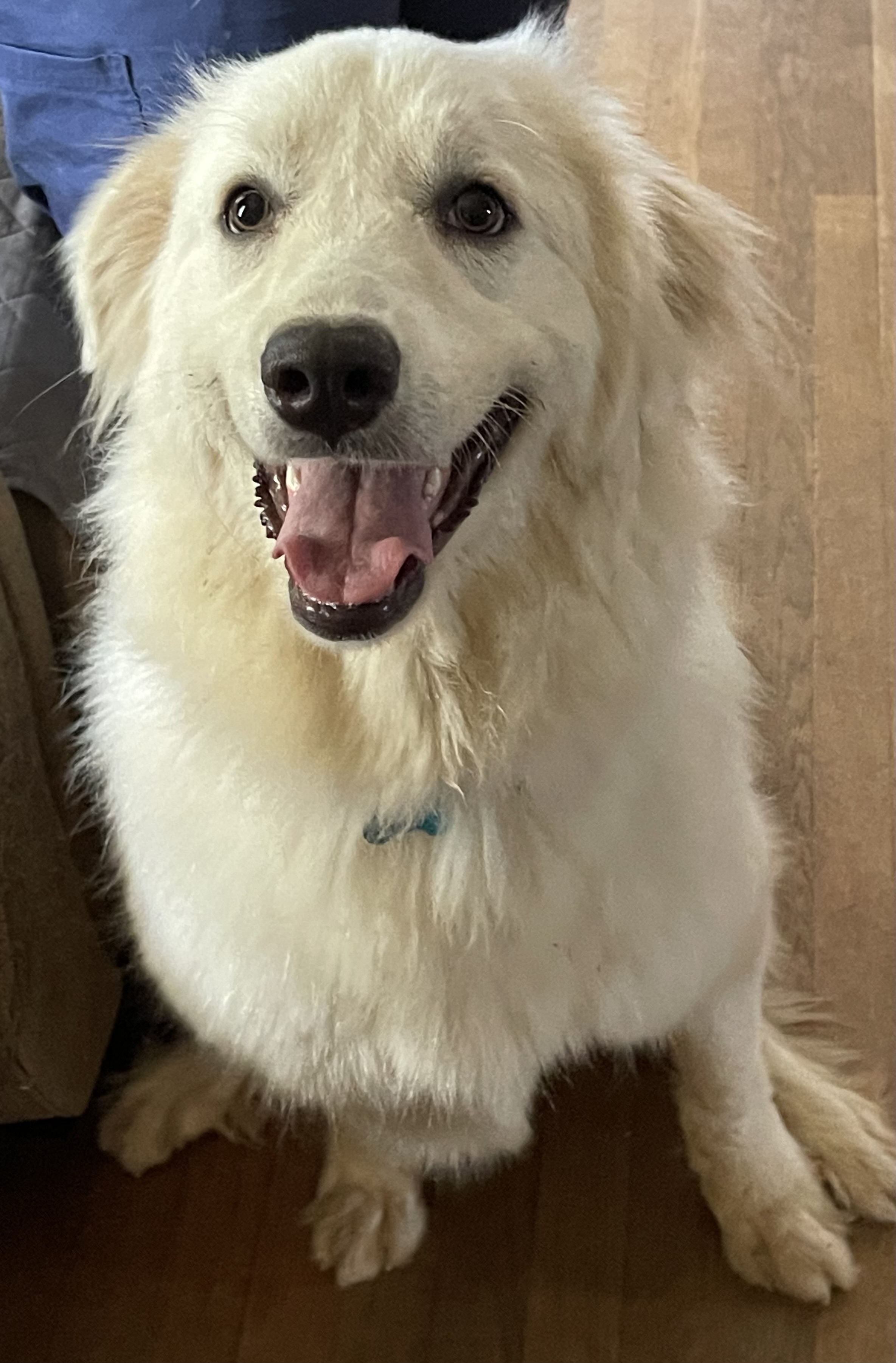 Bianca, a Adopted Great Pyrenees in POCOMOKE CITY, MD image 1/5