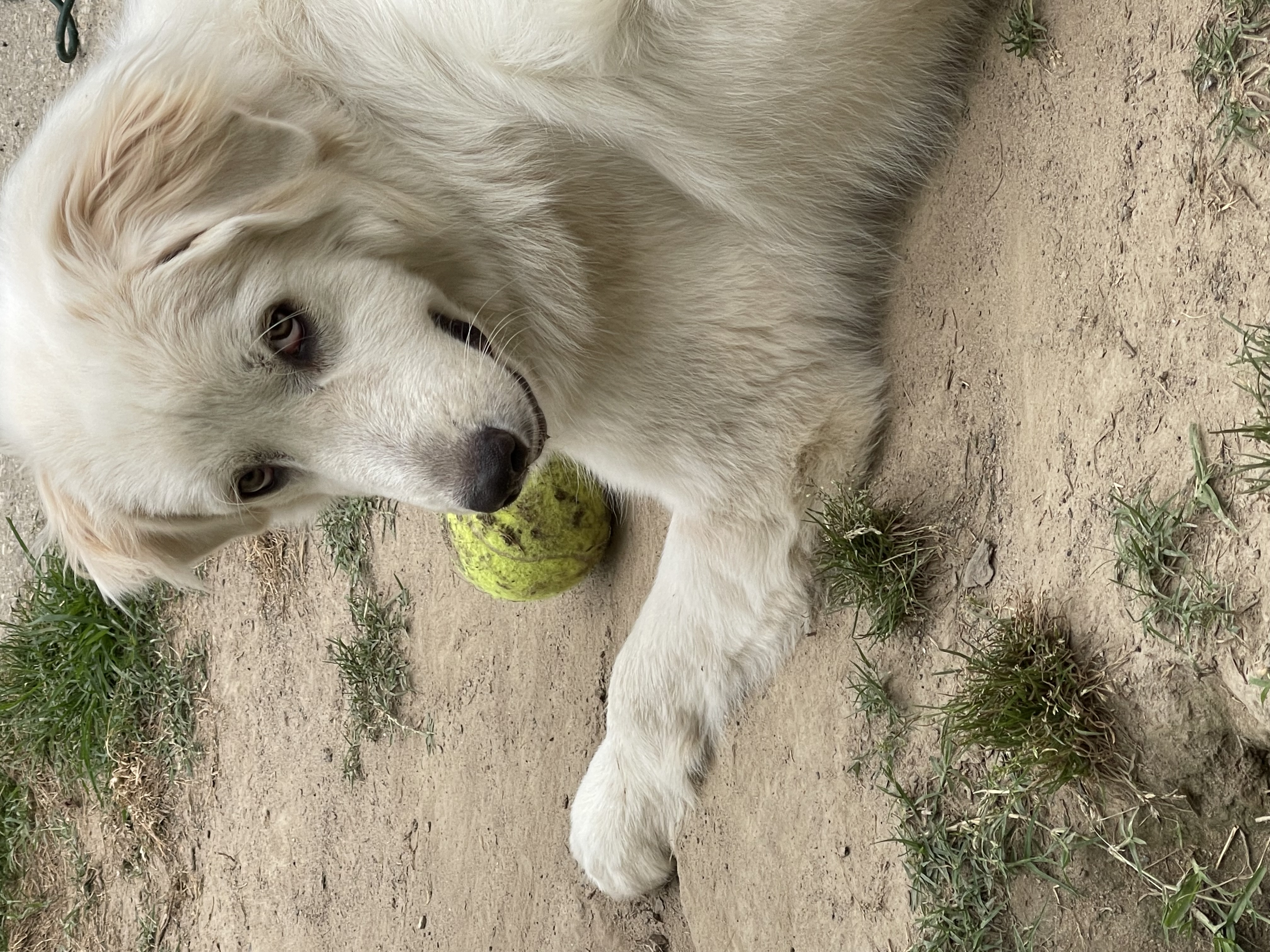 Bianca, a Adopted Great Pyrenees in POCOMOKE CITY, MD image 4/5