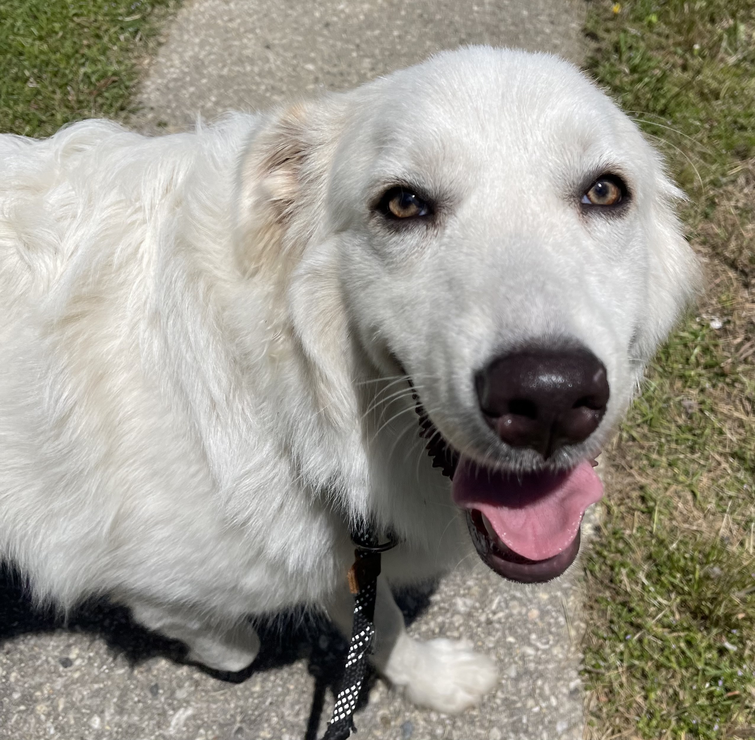 Bianca, a Adopted Great Pyrenees in POCOMOKE CITY, MD image 5/5