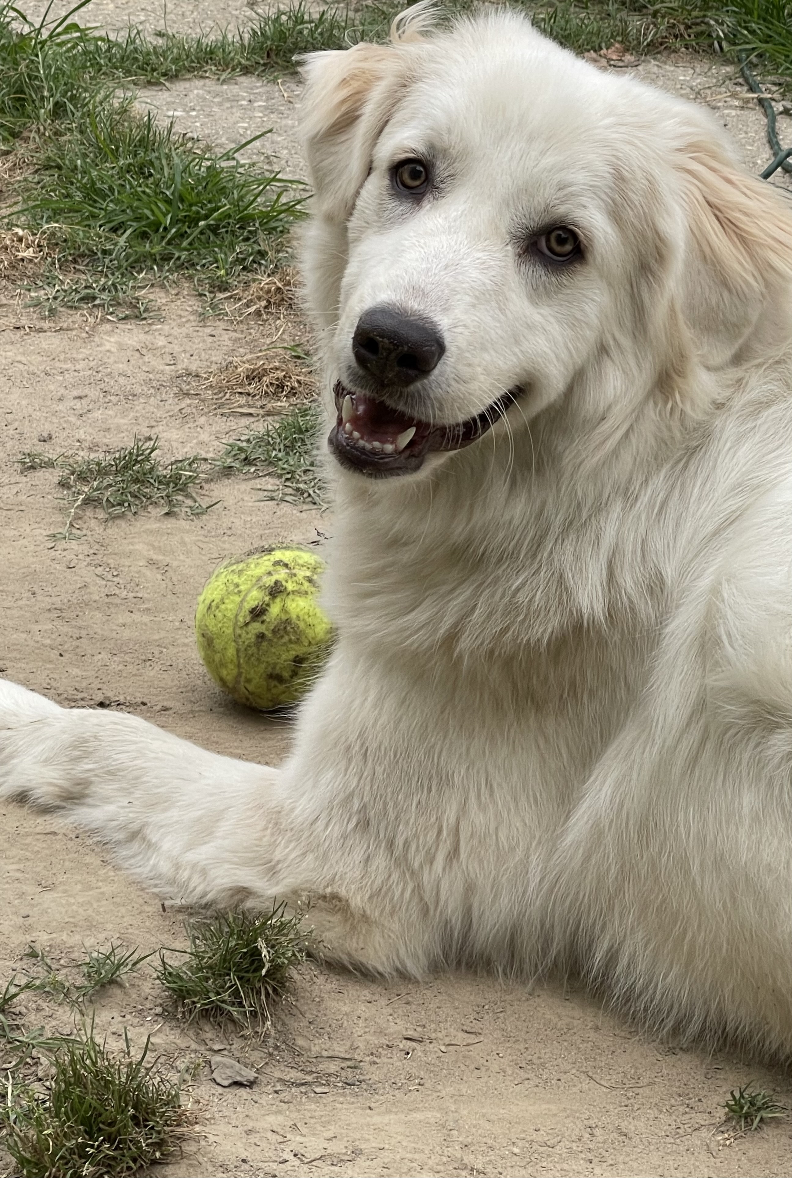 Bianca, a Adopted Great Pyrenees in POCOMOKE CITY, MD image 2/5