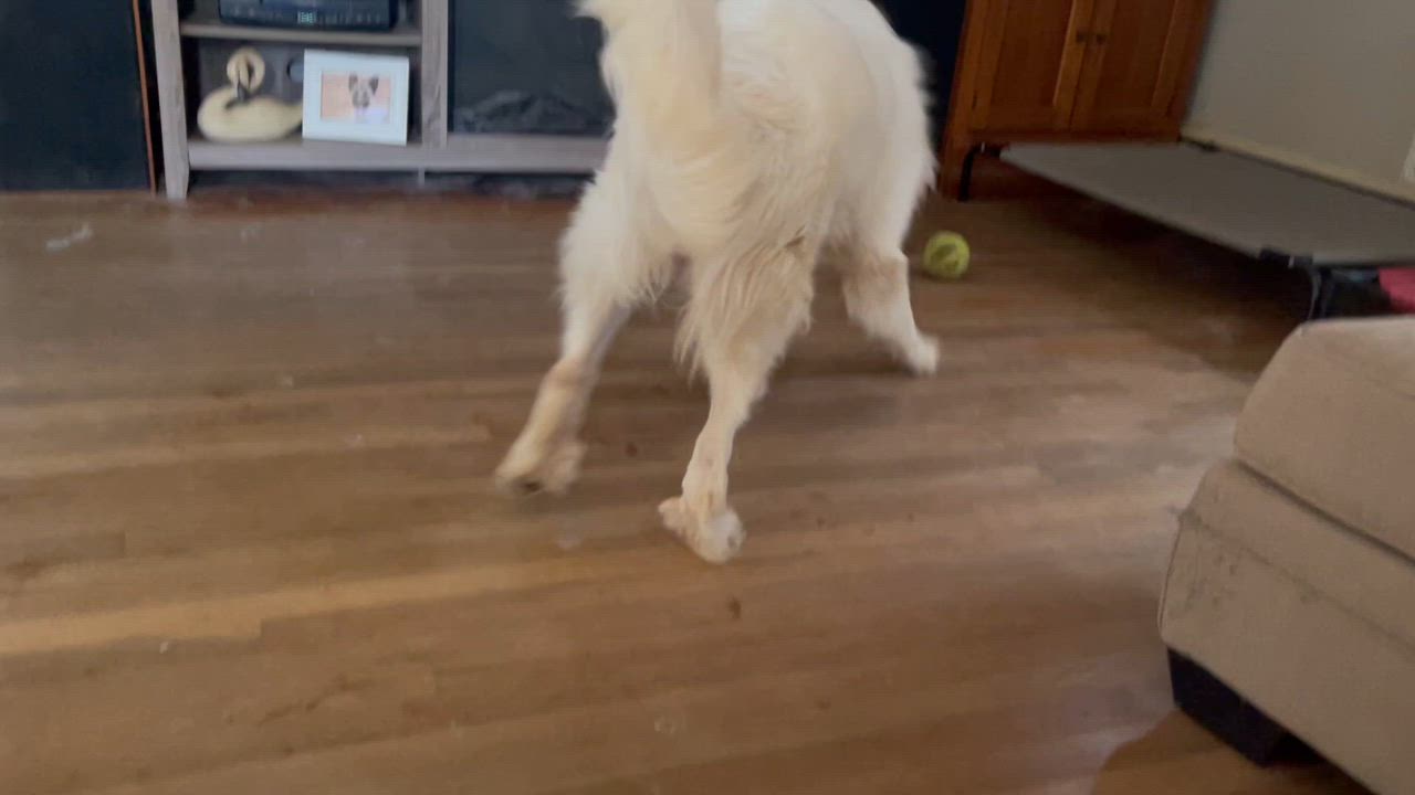 Enlarge Bianca, a Adopted Great Pyrenees in POCOMOKE CITY, MD video 3/5