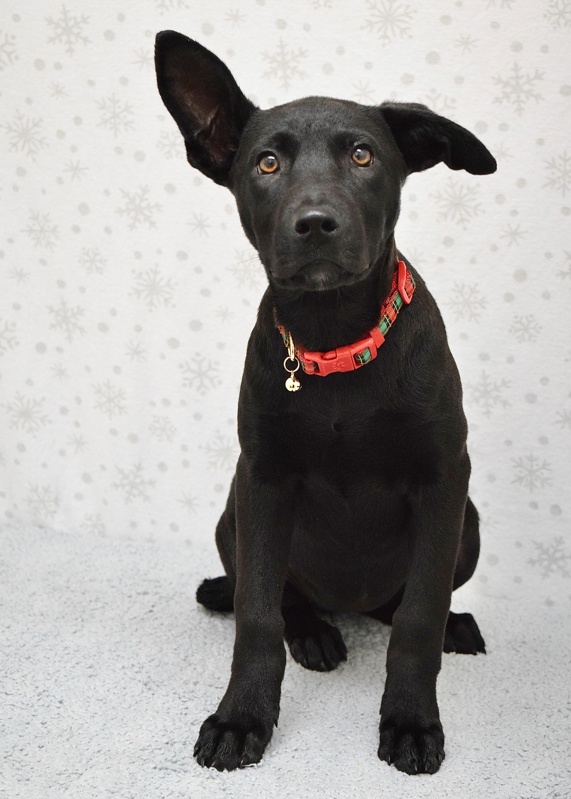 Enlarge Marty, a ADOPTABLE mixed breed in Dublin, CA image 2/2