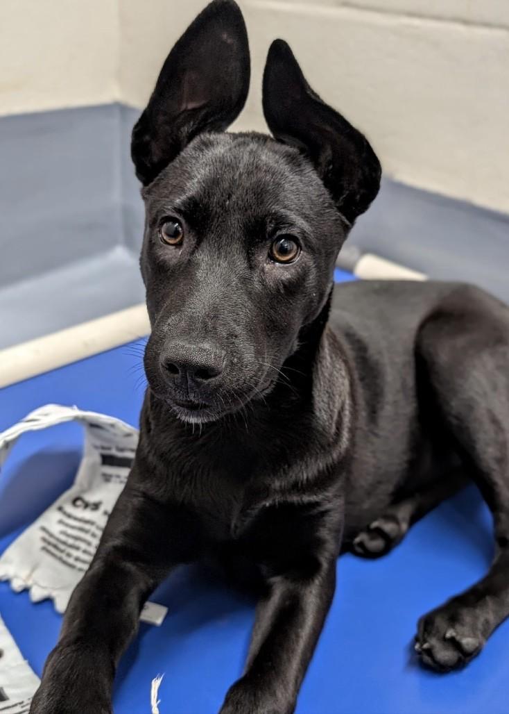 Enlarge Marty, a ADOPTABLE mixed breed in Dublin, CA image 5/5