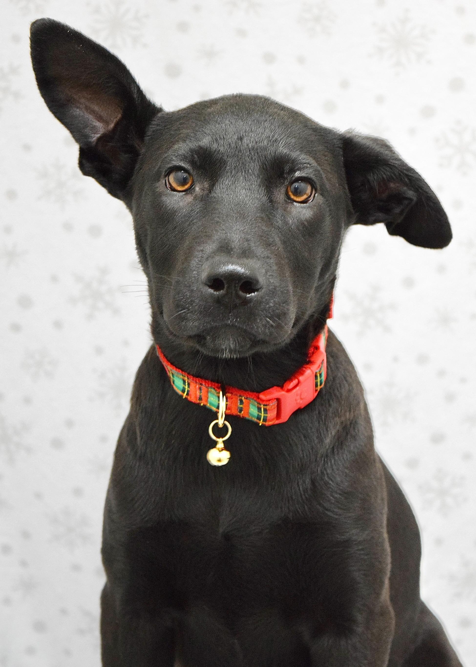 Marty, ADOPTABLE, Puppy Female Pit Bull Terrier & Shepherd.