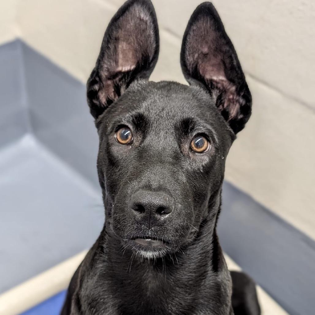 Enlarge Marty, a ADOPTABLE mixed breed in Dublin, CA image 3/5