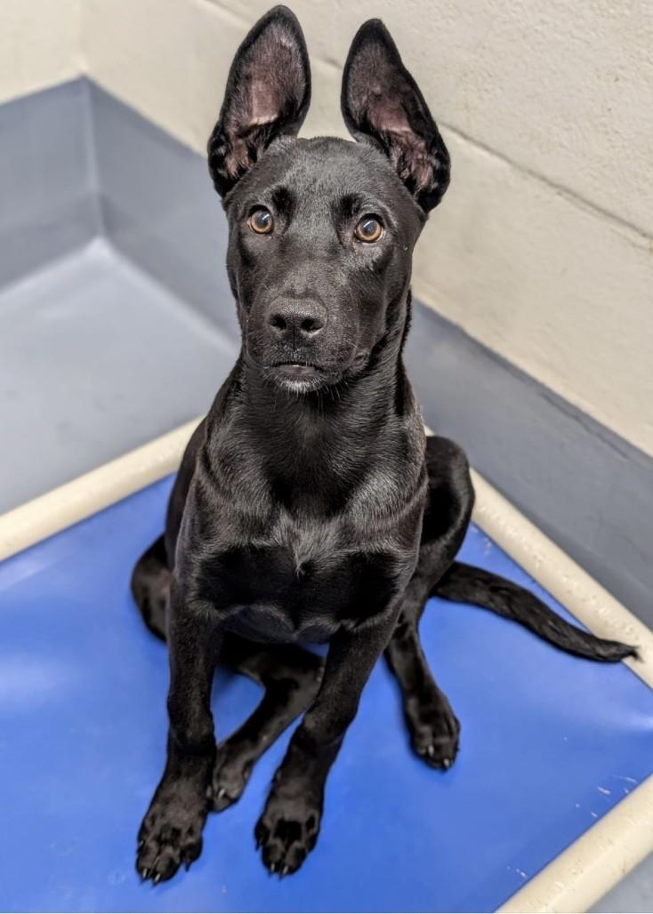 Enlarge Marty, a ADOPTABLE mixed breed in Dublin, CA image 4/5