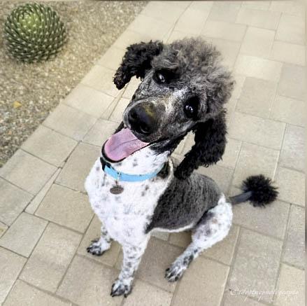 Brandon, a Adoptable Standard Poodle in Torrance, CA image 1/5