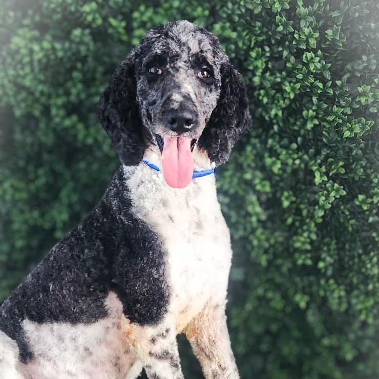Brandon, a Adoptable Standard Poodle in Torrance, CA image 2/5