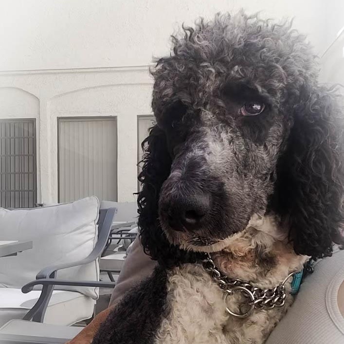 Brandon, a Adoptable Standard Poodle in Torrance, CA image 4/5
